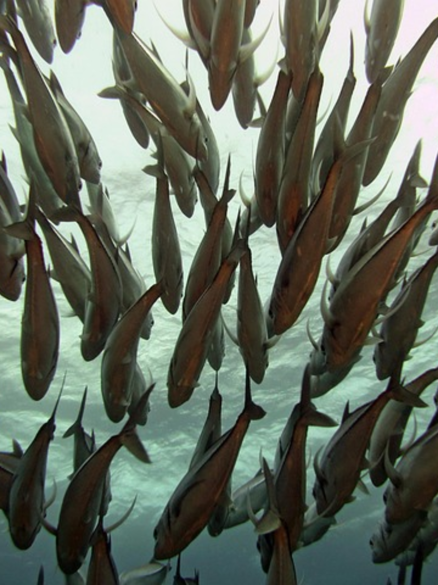 Ecosystem in Motion