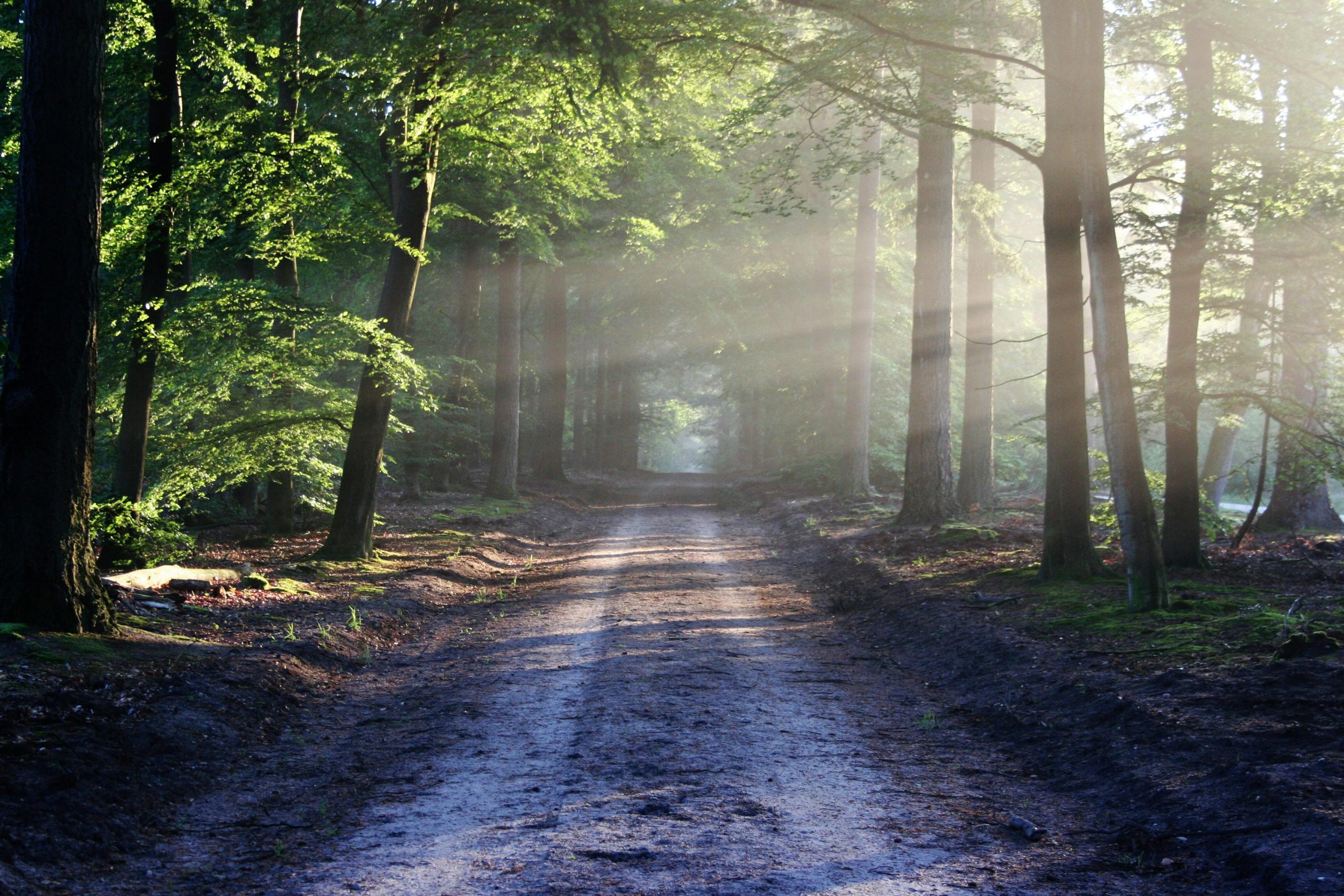 Forest path for reflection